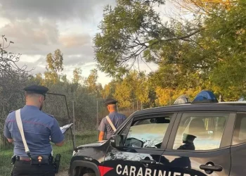 Piantagione di marijuana nelle campagne di S.Gavino, un arresto