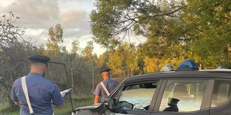 Piantagione di marijuana nelle campagne di S.Gavino, un arresto