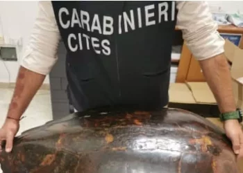 Nasconde carapace di tartaruga marina, denunciato a Oristano