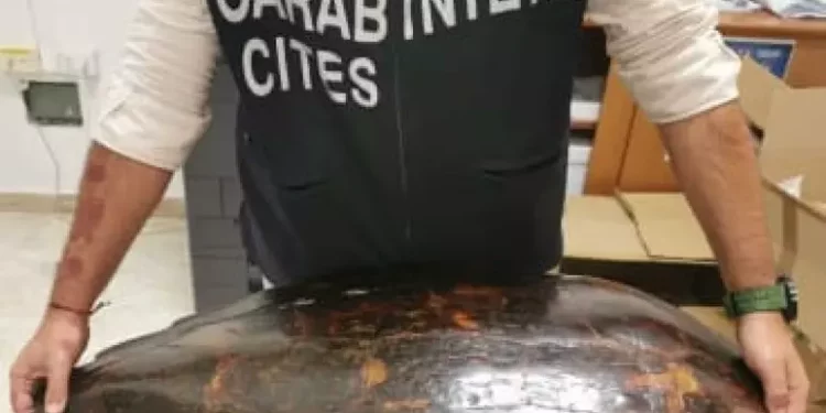 Nasconde carapace di tartaruga marina, denunciato a Oristano