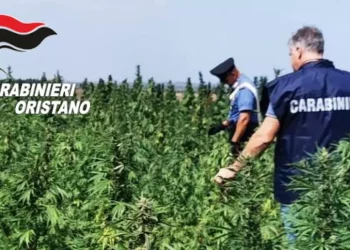 Piantagione di marijuana sequestrata ad Aidomaggiore