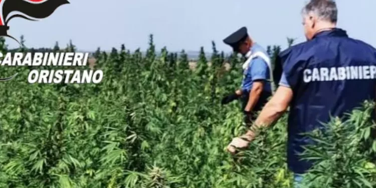 Piantagione di marijuana sequestrata ad Aidomaggiore