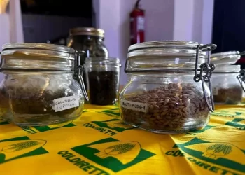 In Sardegna la prima filiera della birra dal campo al boccale