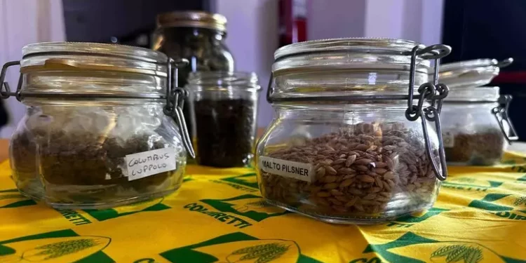 In Sardegna la prima filiera della birra dal campo al boccale