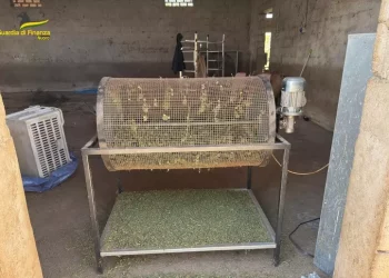 Smantellato laboratorio per la marijuana a Sedilo, 2 arresti