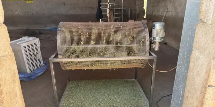Smantellato laboratorio per la marijuana a Sedilo, 2 arresti