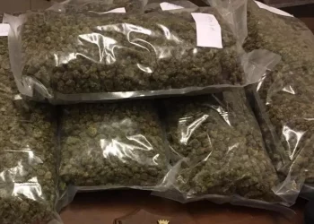 Cinque chili di marijuana in casa, arrestato a Cannigione