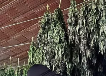 Maxi piantagione di marijuana a Bortigali, quattro arresti