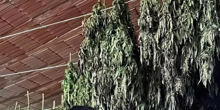 Maxi piantagione di marijuana a Bortigali, quattro arresti