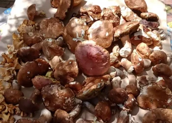 Funghi protagonisti per 3 giorni a Iglesias con piatti stellati