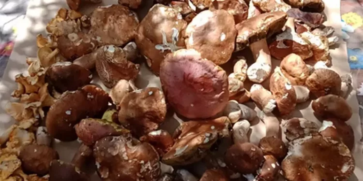 Funghi protagonisti per 3 giorni a Iglesias con piatti stellati