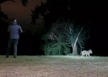 Esperti ateneo Sassari decisivi per cattura ‘lupa del Piave’