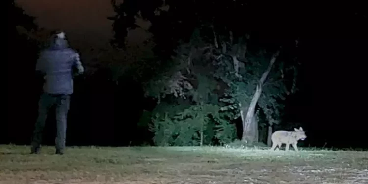 Esperti ateneo Sassari decisivi per cattura ‘lupa del Piave’