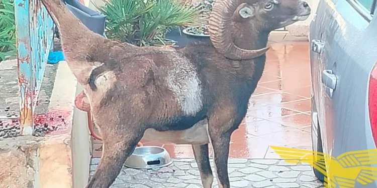 Muflone resta infilzato in una recinzione, lo salva il Corpo forestale di Arbatax