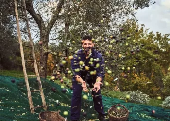 Ulivi e tradizioni, viaggio nei borghi dell’olio di qualità