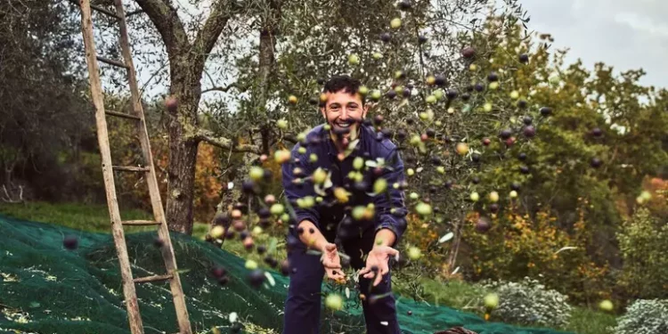Ulivi e tradizioni, viaggio nei borghi dell’olio di qualità