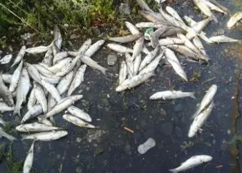 Cagliari, migliaia di pesci morti a Terramaini