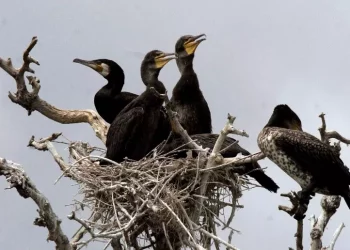 Cormorani voraci e troppi danni, sos dei pescatori alla Regione