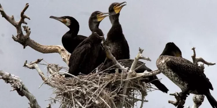 Cormorani voraci e troppi danni, sos dei pescatori alla Regione