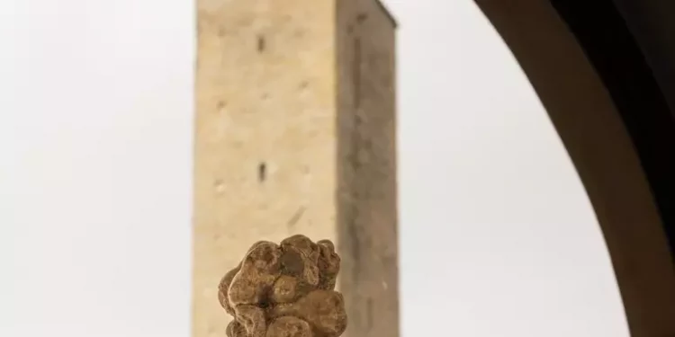 Città di Castello, conto alla rovescia per il tartufo bianco