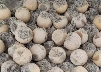 Attesa la schiusa delle uova di tartaruga deposte a Capo Comino