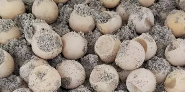 Attesa la schiusa delle uova di tartaruga deposte a Capo Comino