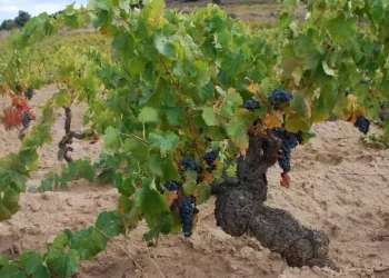 I vini di 30 aziende sarde con la Regione a Chicago