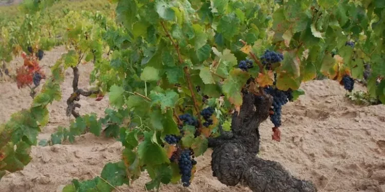 I vini di 30 aziende sarde con la Regione a Chicago