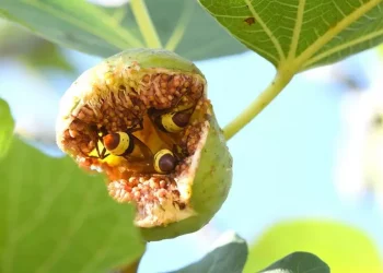 La vespa orientale è l’animale che regge meglio l’alcol