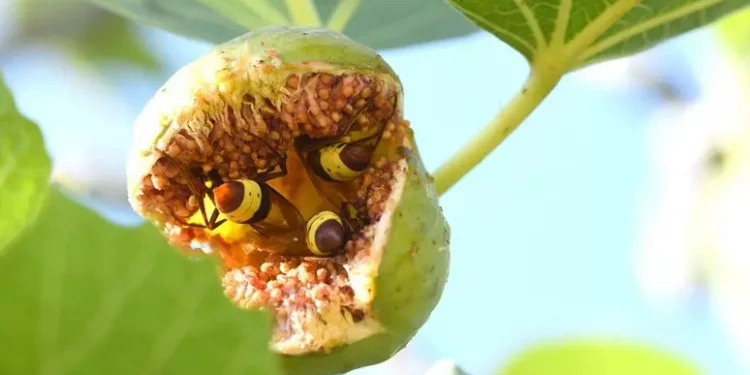 La vespa orientale è l’animale che regge meglio l’alcol