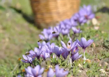 Lo zafferano Dop di Sardegna protagonista di un festival