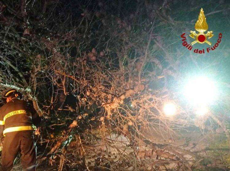 Violento vento sferza la Gallura: alberi caduti e tetti danneggiati