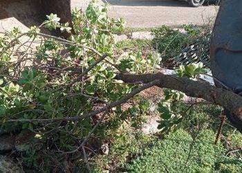 Sgombero presidio No Tyrrhenian Link: forze dell’ordine bloccano accessi e operai sradicano gli alberi