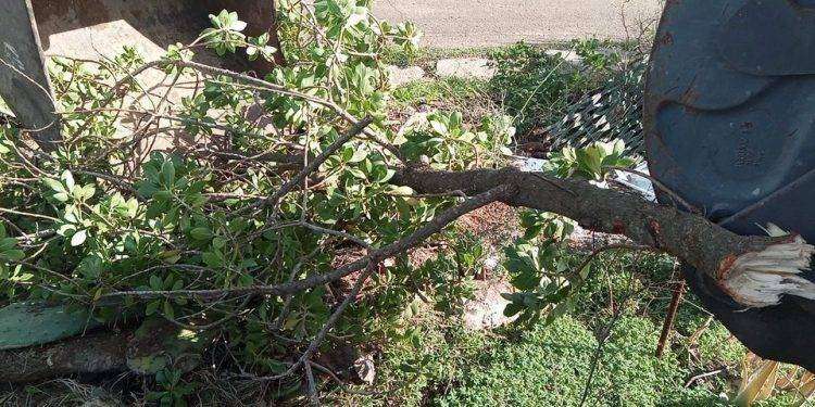 Sgombero presidio No Tyrrhenian Link: forze dell’ordine bloccano accessi e operai sradicano gli alberi