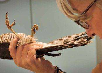 Al Greenwich d’Essai serata evento con la proiezione del film “Altri animali” di Guido Votano