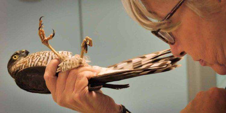 Al Greenwich d’Essai serata evento con la proiezione del film “Altri animali” di Guido Votano