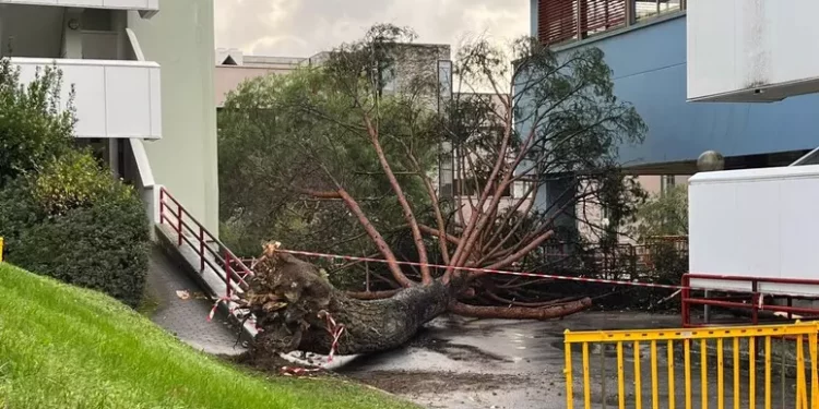 Forte vento fa cadere un albero all’ateneo di Salerno, 5 feriti