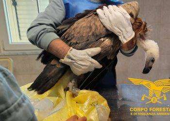 Sinnai, salvato un avvoltoio grifone con un’ala fratturata