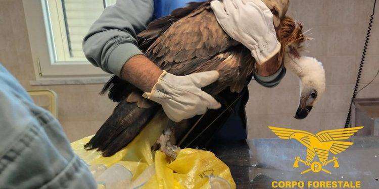 Sinnai, salvato un avvoltoio grifone con un’ala fratturata