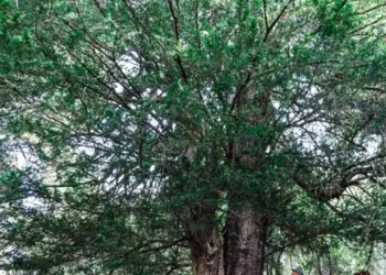 Il tasso de Matàri in Sardegna albero dell’anno 2024