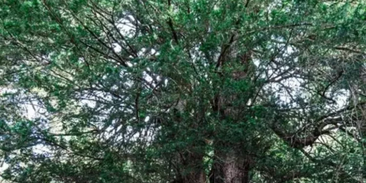 Il tasso de Matàri in Sardegna albero dell’anno 2024