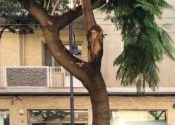 Cede albero in via Dante a Cagliari, sarà sostituito