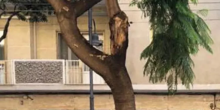 Cede albero in via Dante a Cagliari, sarà sostituito