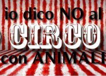 Voghera dice no al circo con animali: parte la raccolta di firme