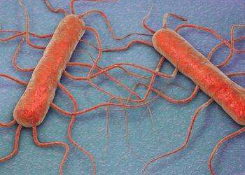 Presenza di Listeria monocytogenes: richiamata coppa di testa. L’allerta del ministero della Salute per rischio microbiologico
