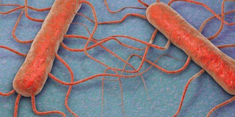 Presenza di Listeria monocytogenes: richiamata coppa di testa. L’allerta del ministero della Salute per rischio microbiologico