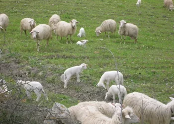 Modifiche a disciplinare Pecorino Romano, pastori mobilitati