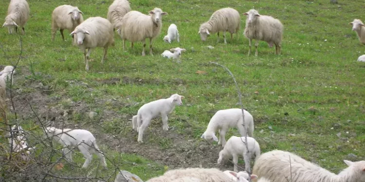 Modifiche a disciplinare Pecorino Romano, pastori mobilitati