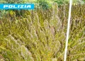 Sequestrata marijuana per un milione di euro, tre indagati
