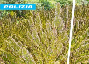 Sequestrata marijuana per un milione di euro, tre indagati